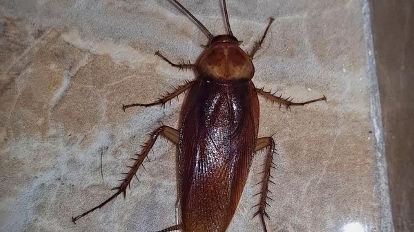 La blatte germanique : un invité indésirable dans nos maisons